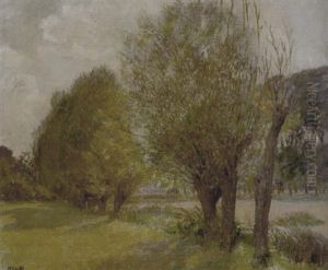 Pollard Willows Pollard Willows