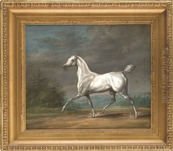 Pferdeportrat Eines Lipizzaners - view 1