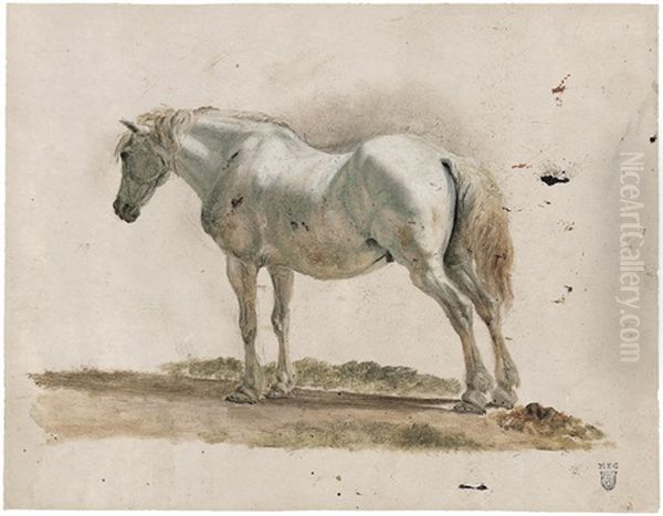 Stehender Schimmel Von Hinten - view 1