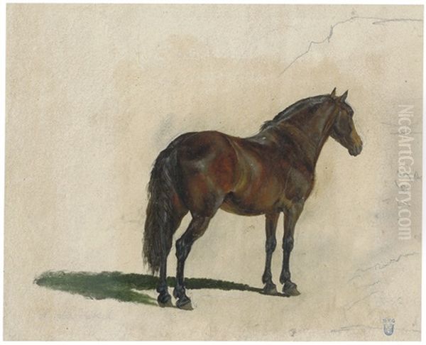 Stehendes Pferd Von Hinten - view 1