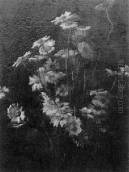 Daisies - view 1