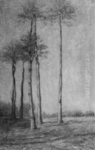 Blick Auf Weite Niederrheinlandschaft Mit Hohen Baumen