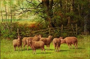 Sheep And Ram In A Pasture Sheep And Ram In A Pasture