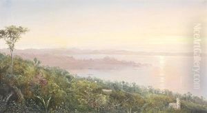 View Of The Tropics