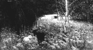 Zwei Ziegen In Einem Garten Zwei Ziegen In Einem Garten