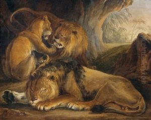 Lions Et Lionne Dans Une Grotte