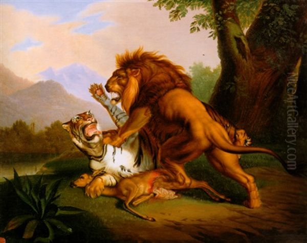 Lion And Tiger Fighting Over Prey - view 1