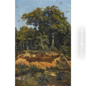 Waldlichtung Waldlichtung