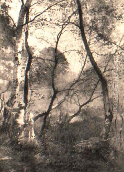 In The Woods - view 1