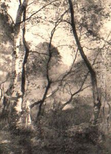 In The Woods In The Woods
