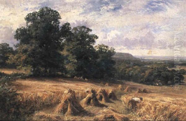 Harvesting Near Ewhurst, Surrey - view 1