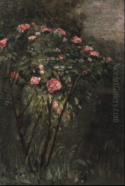 Le Rosier Fleuri - view 1