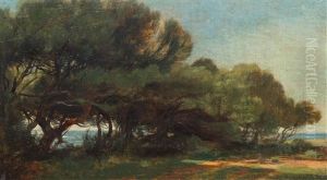 Pins En Bord De Mer (pinetrees Along The Coast) by Alexandre Calame