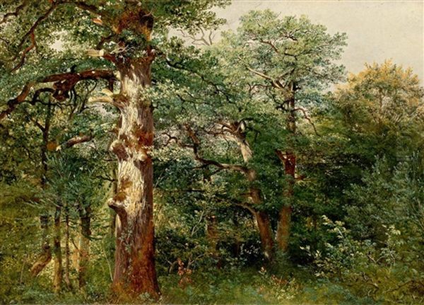Chenes, Dans La Foret De Sauvabelin - view 1