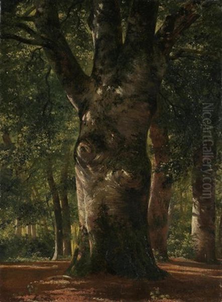 Tronc De Hetre (trunk Of A Beech Tree) - view 1