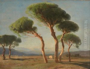 Pinien In Der Campagna