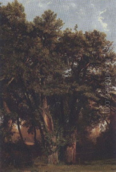 Eichengruppe - view 1
