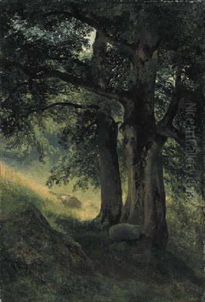 A Study Of Two Tree Trunks In A Wood - view 1