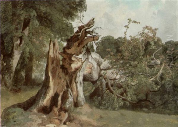Umgesturzter Baum - view 1