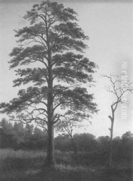 Trees Silhouetted Against A Sunset - view 1