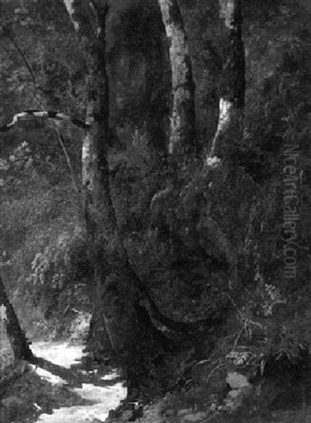 Sonnenbeschienener Pfad Im Wald - view 1