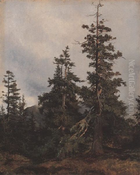 Grands Sapins Dans Un Paysage De Montagne - view 1