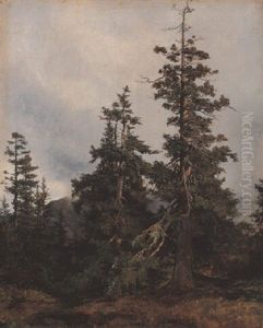 Grands Sapins Dans Un Paysage De Montagne