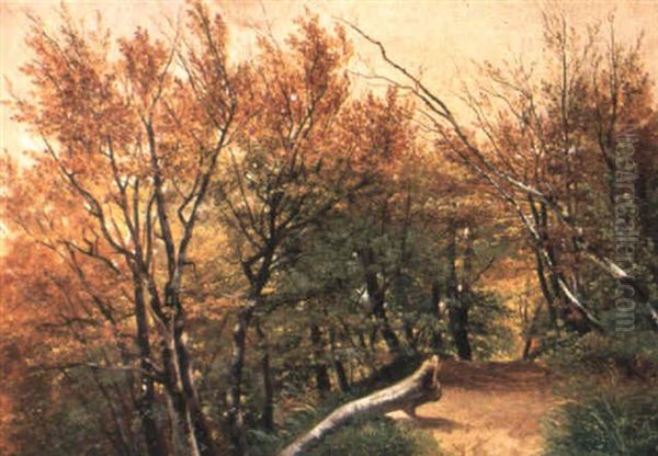 Arbres Et Chemin - view 1