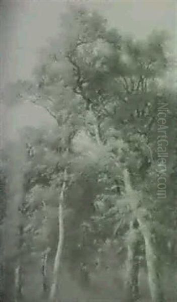 Paysage De Foret - view 1