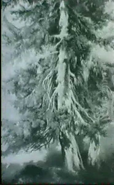 Sapin Couvert De Lichens - view 1