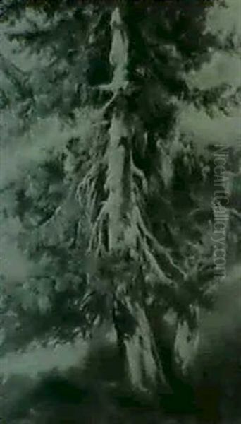 Sapin Couvert De Lichens - view 1