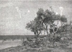 Oliviers Au Bord De La Mer