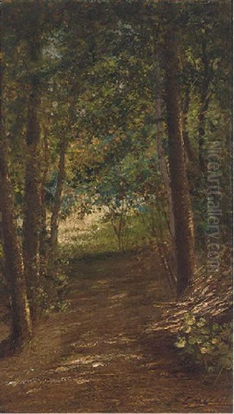 A Quiet Woodland Track - view 1