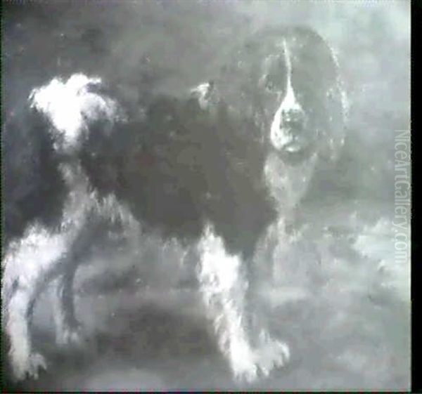 A Springer Spaniel - view 1