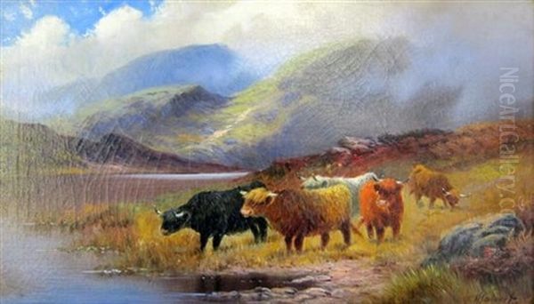 Highland Cattle - view 1