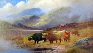 Highland Cattle
