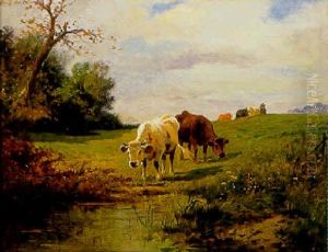 Vaches Au Paturage Vaches Au Paturage