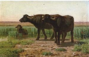 Bufali Nella Campagna