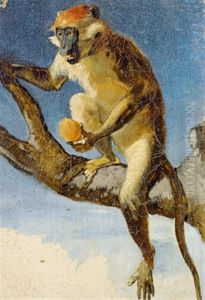 Ein Affe, Naturstudie by Hans (Johann von Strasiripka) Canon