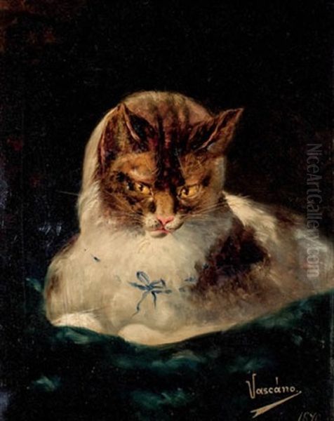Gato - view 1