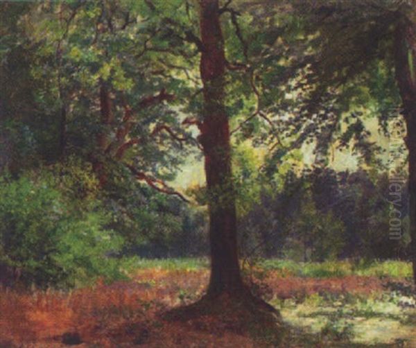 Skovparti Med Lysning - view 1