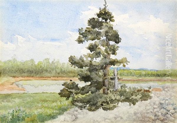 Lone Tree By A Lake - view 1