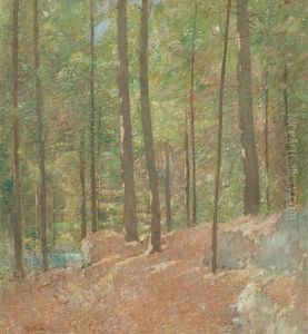 In The Pine Woods In The Pine Woods