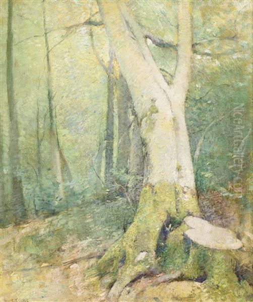 Woodland Interior - view 1