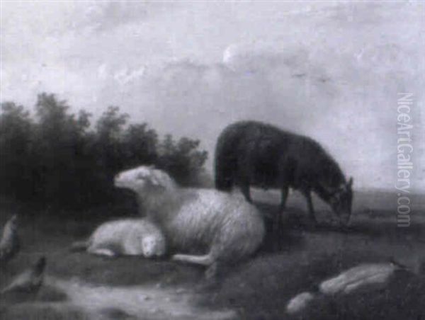Schafe Und Huhner Auf Der Wiese - view 1