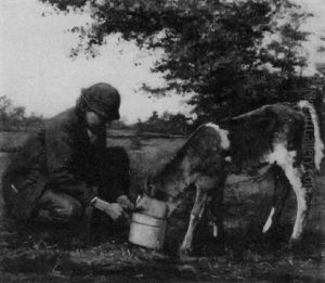 Boy Feeding Calf by Lyell E. Carr