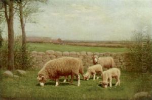 Sheep Grazing Sheep Grazing