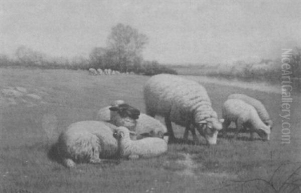 Sheep Grazing - view 1