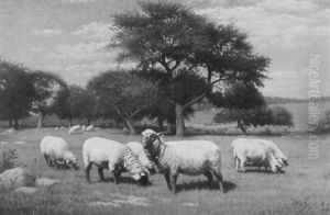 Sheep Grazing Sheep Grazing