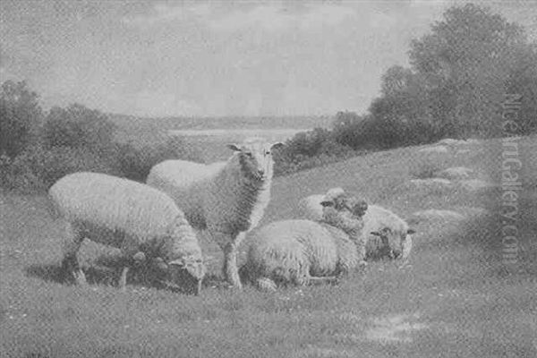 Grazing Sheep - view 1